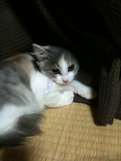 saya 012.jpg